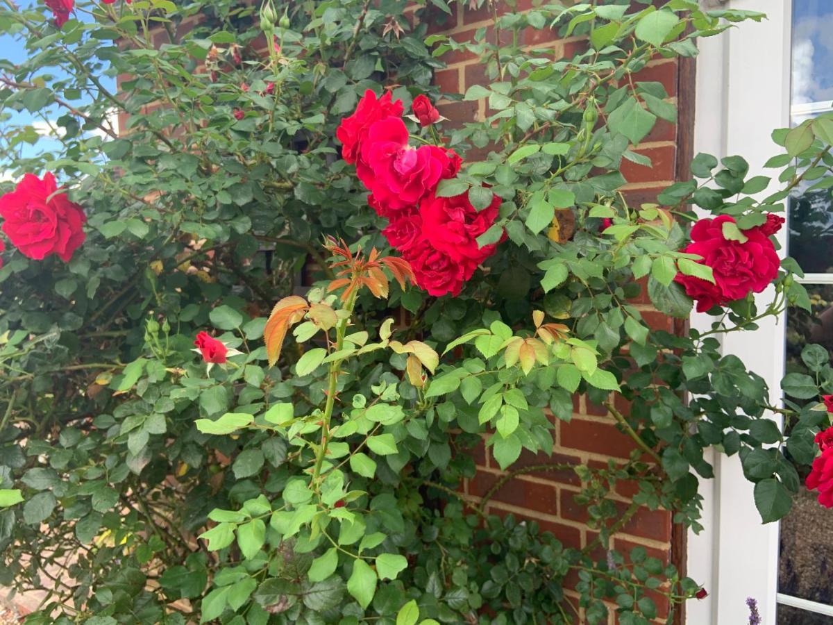 ריי Rose Cottage מראה חיצוני תמונה